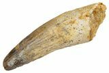 Fossil Spinosaurus Tooth - Real Dinosaur Tooth #305685-1